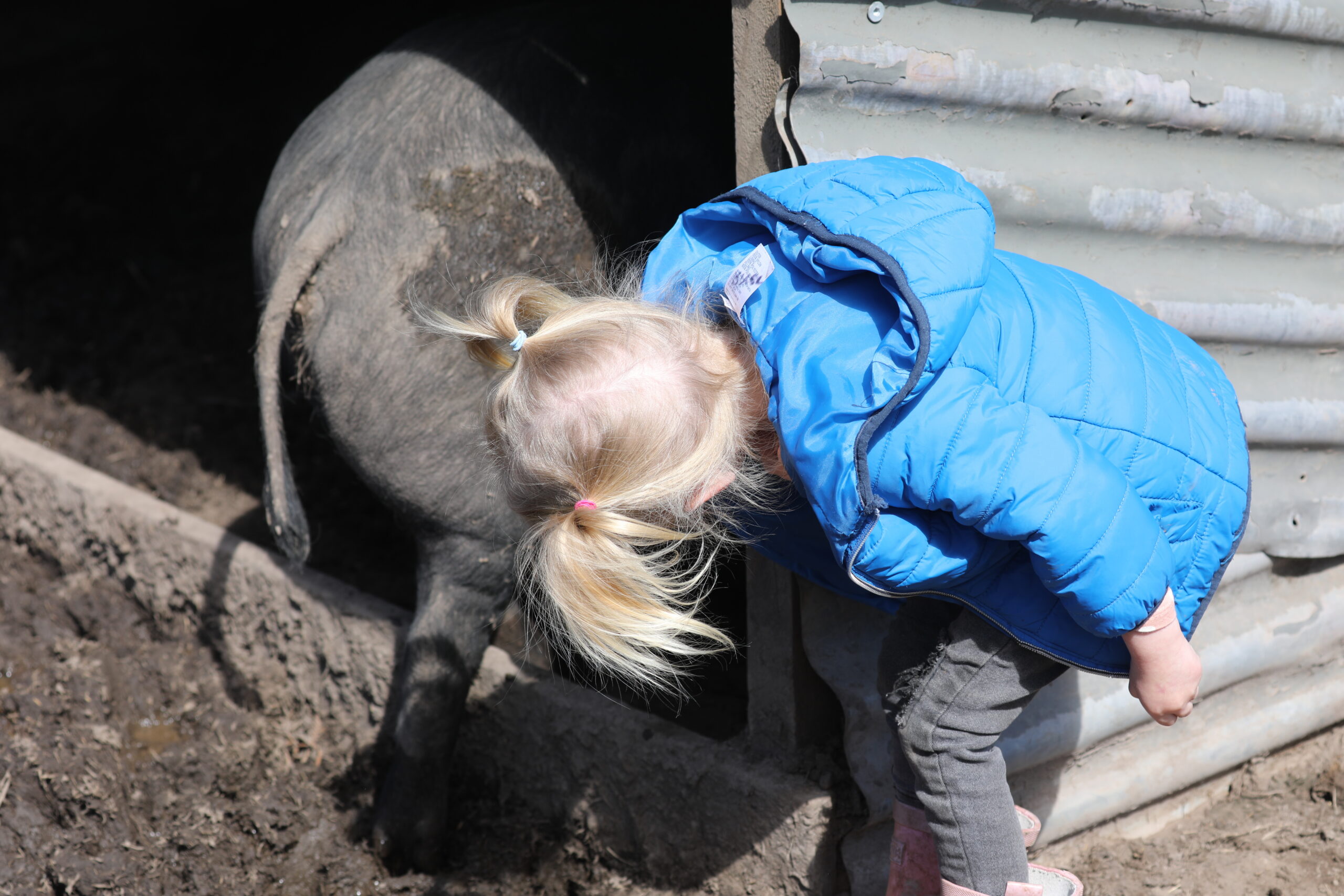 A young visitor interacting with an animal at Heritage Farms Tasmania