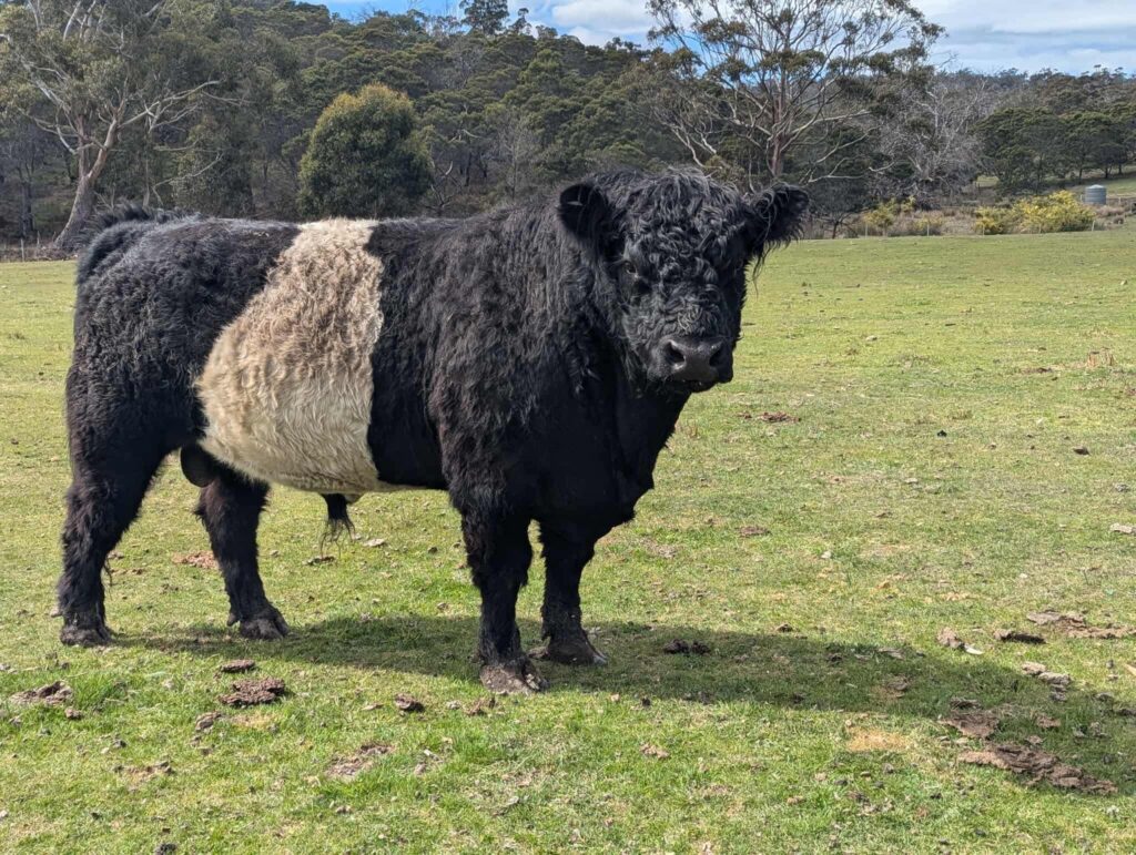 Our Belted Galloway bull, Hercules traces his heritage back to the famous Scottish Morchrum stud stock.