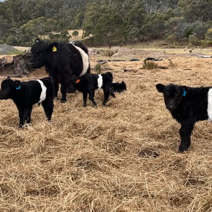 A small selection of the Belted Galloway calves sired by Heritage Farms Hercules.